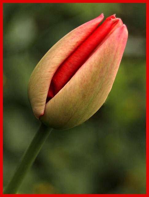Free Tulip Bud photo and picture