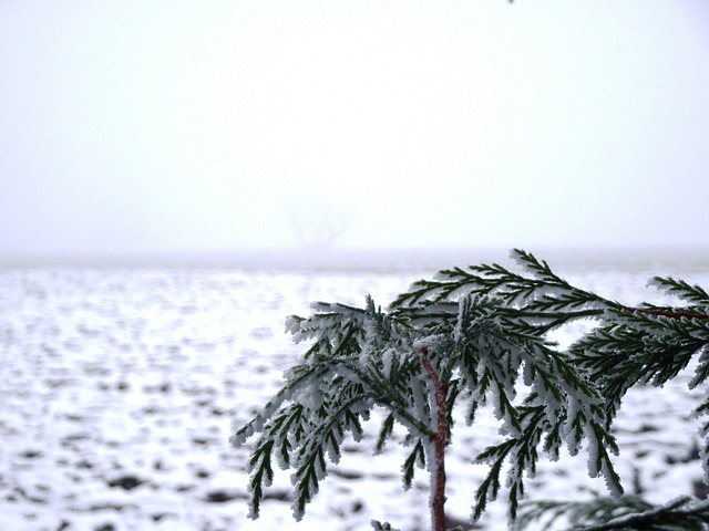 Free Frost Wintry photo and picture