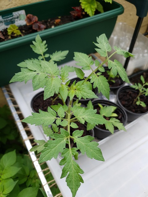 Free Tomato Seedling photo and picture
