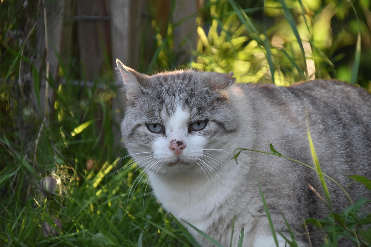 Meer dan 50.000 gratis afbeeldingen van Cat Animal en Dier - Pixabay