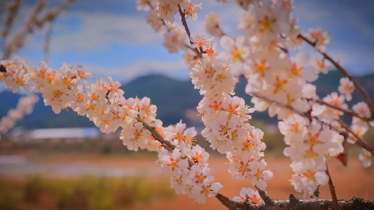 Apricot Blossom Flower Spring Free Photo On Pixabay apricot-blossom-flower-spring-free-photo-on-pixabay