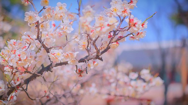60以上の無料安東 自然画像 Pixabay 60以上の無料安東 自然画像 Pixabay
