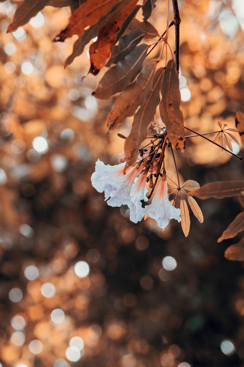Flower Natural Nature Free photo on Pixabay Pixabay