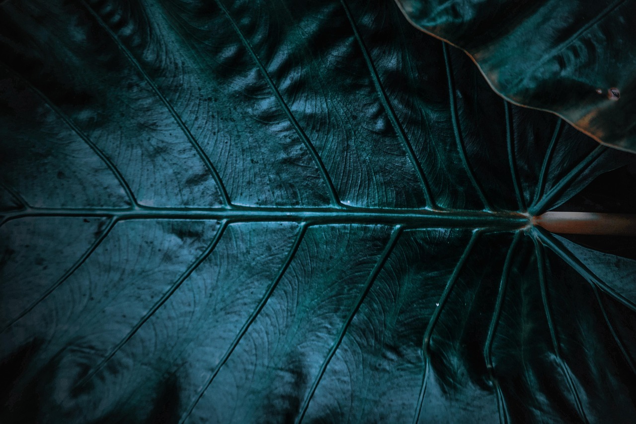 Leaf - free online jigsaw puzzle photo
