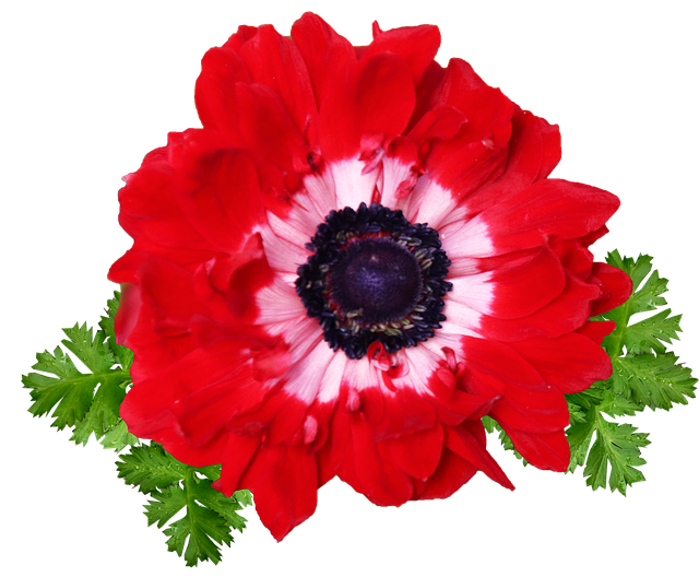 Free flower red anemone illustration