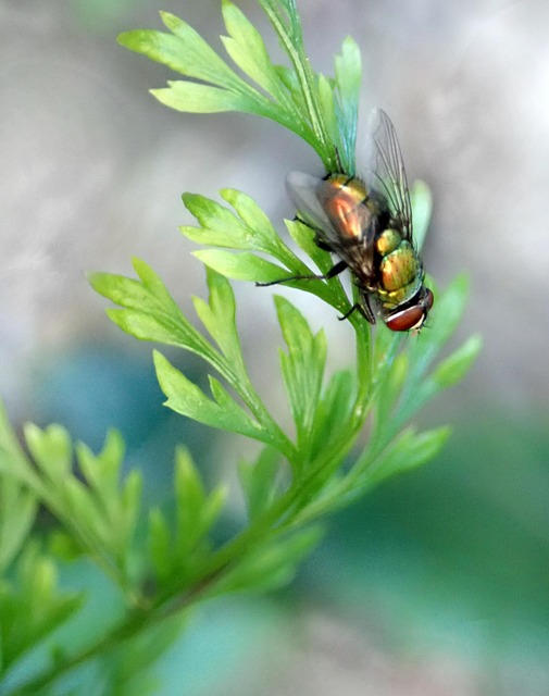 Fly Insect Colorful - Free photo on Pixabay - Pixabay