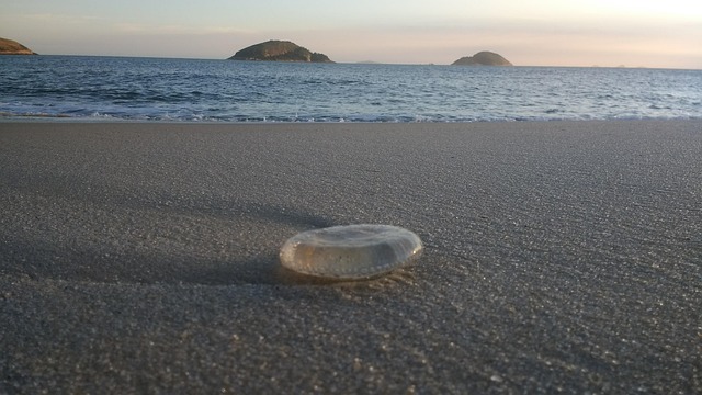 Free Jellyfish Mar photo and picture