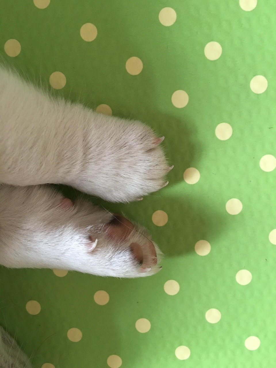 dog-s-paw-free-stock-photo-public-domain-pictures