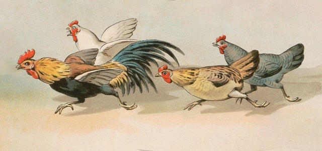 Free chickens run running illustration