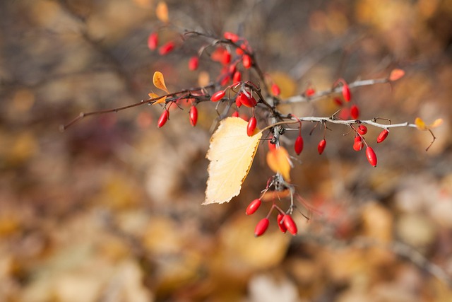 Free Autumn Leaves photo and picture