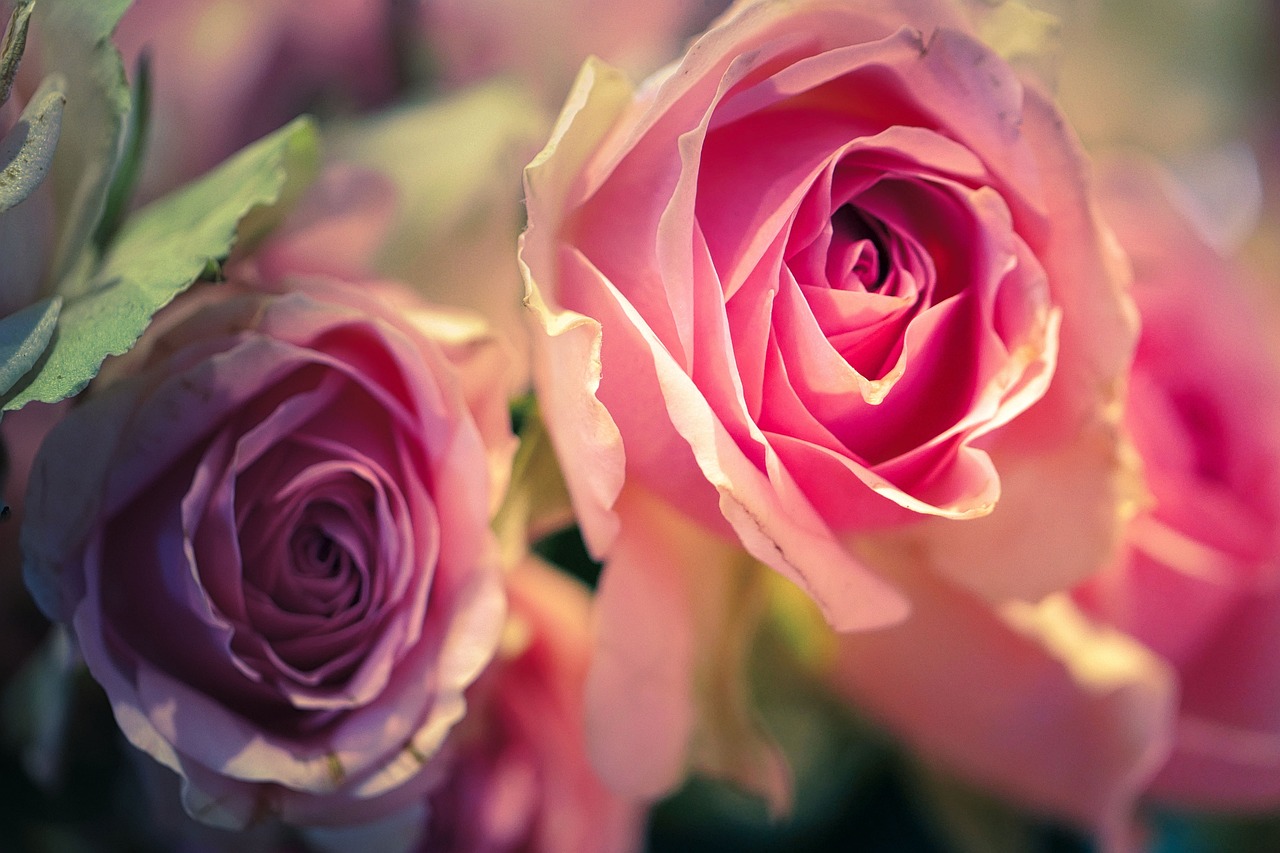 Pink White Rose Free photo on Pixabay Pixabay
