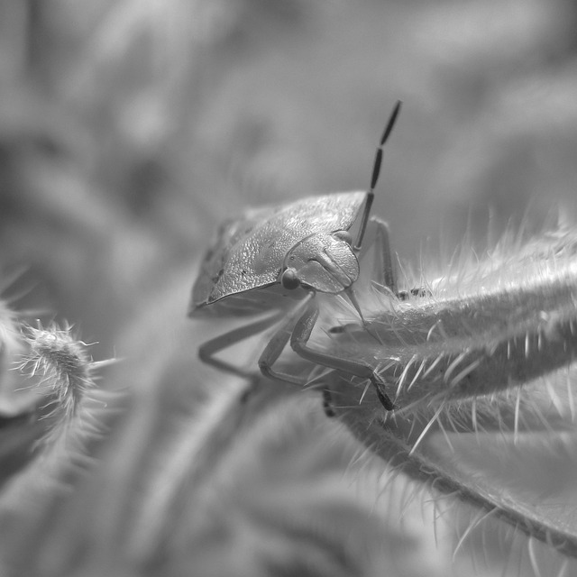 Free Insect Bug photo and picture