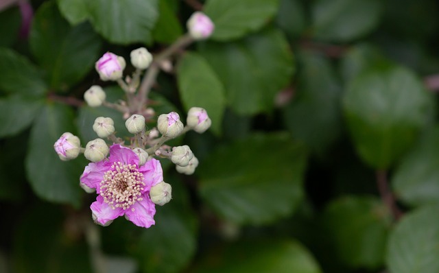 200+ Free Bramble & Nature Photos - Pixabay