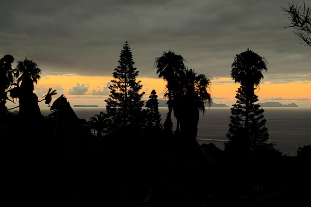 Free Tropical Palm Trees photo and picture