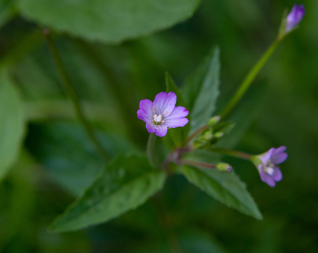 花 花弁 自然 - Pixabayの無料写真