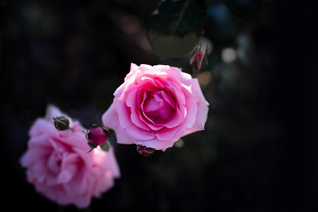 Rose, Príroda, Kvetinová Tapeta