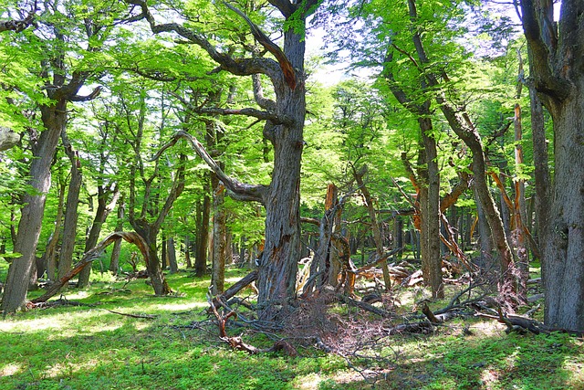 Patagonia, Bosque, Argentina, El Chaltén