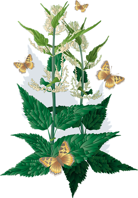 Free nettle nettles herb herbs butterfly butterflies vector