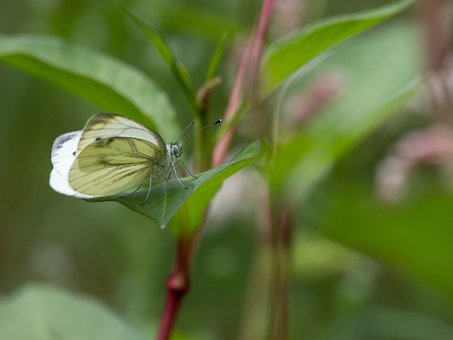 Free Butterfly Insect photo and picture