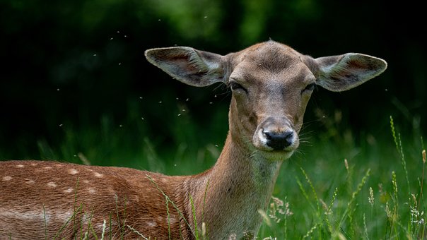 Free Deer Bambi photo and picture