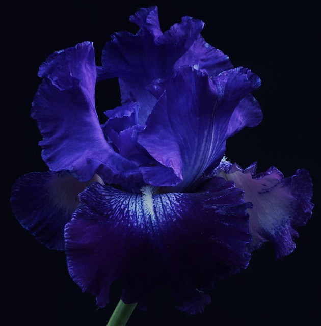 ดอกไม้บาน, เบ่งบาน, พฤกษศาสตร์, สี