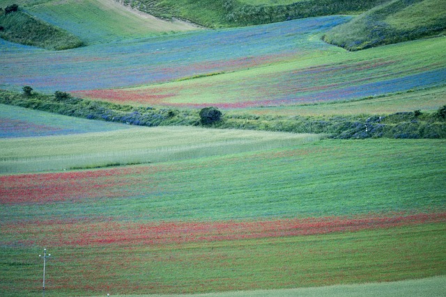 Kvitnúce, Castelluccio Di Norcia, Umbria