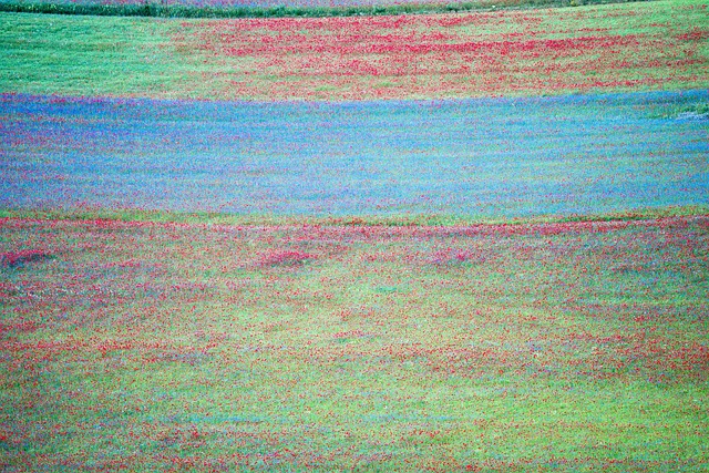 Kvitnúce, Castelluccio Di Norcia, Umbria