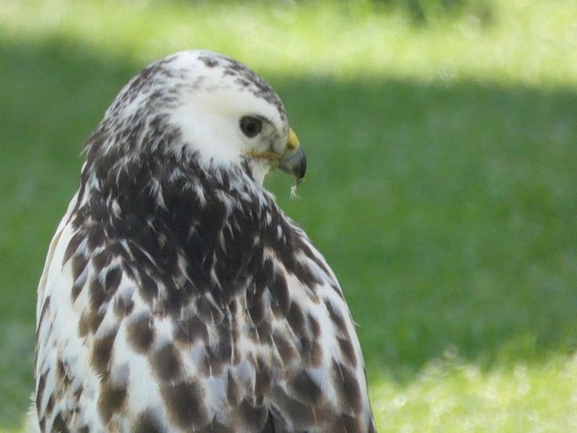 Free Bird Raptor photo and picture