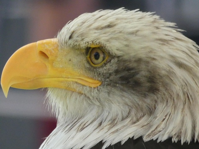 Free Head Beak photo and picture