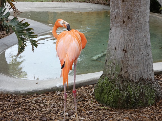 Free Zoo Bird photo and picture