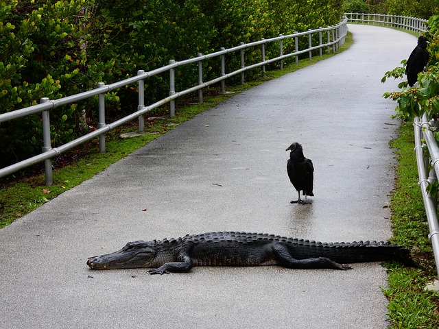 Free Crocodile Florida photo and picture