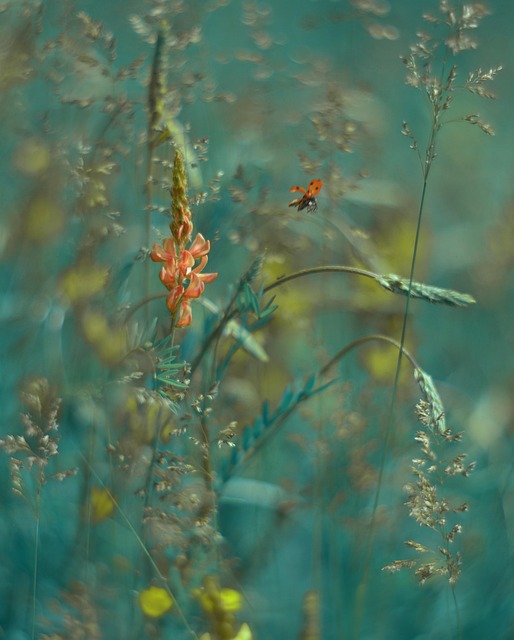 Mariquita, Flor, Insectos, La Naturaleza