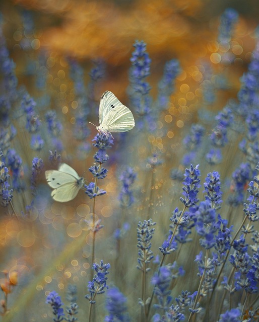 Mariposa, Flor, Insectos, La Naturaleza