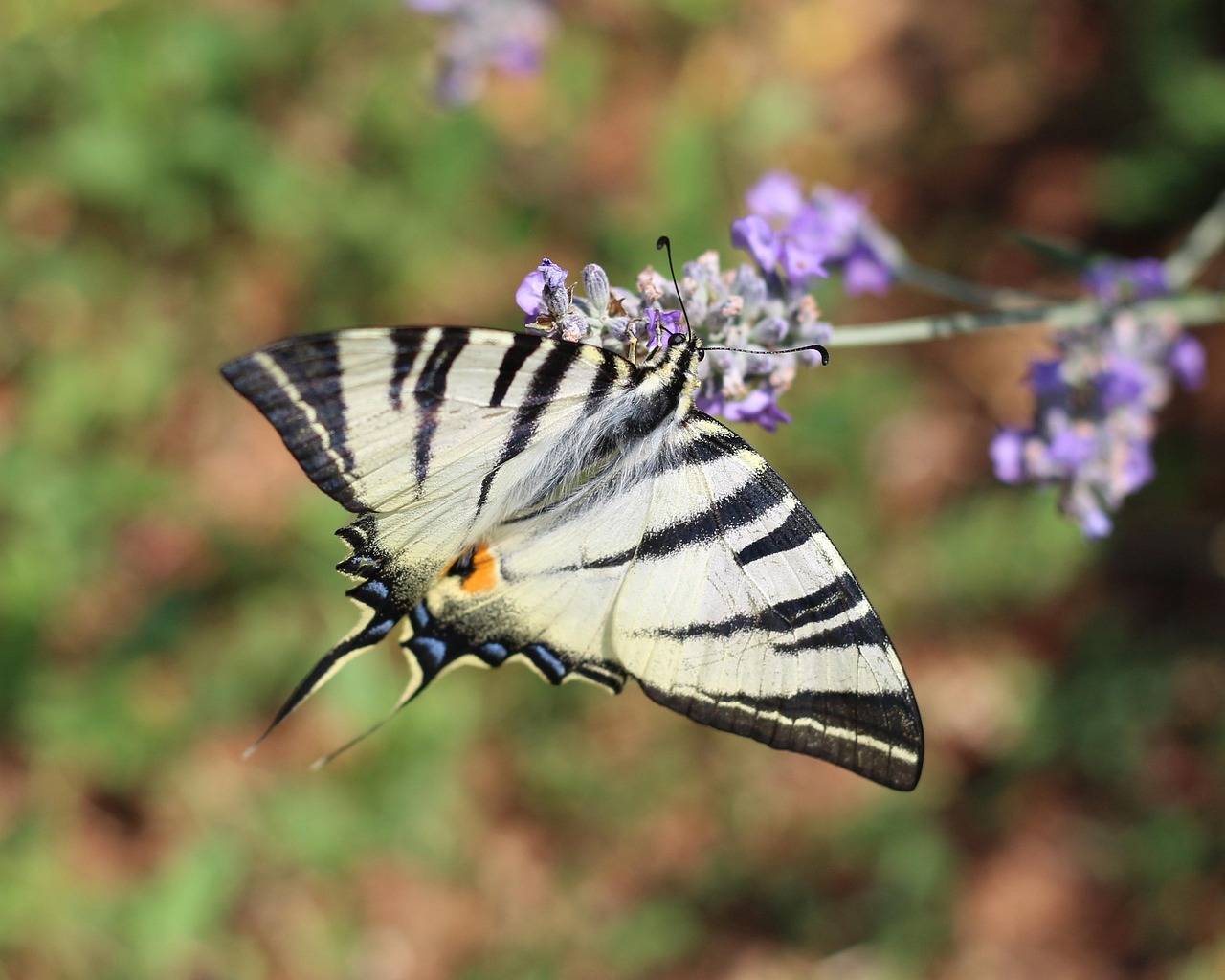 Lavender Insect Nature Lavender Insect Scarce - Free photo on Pixabay