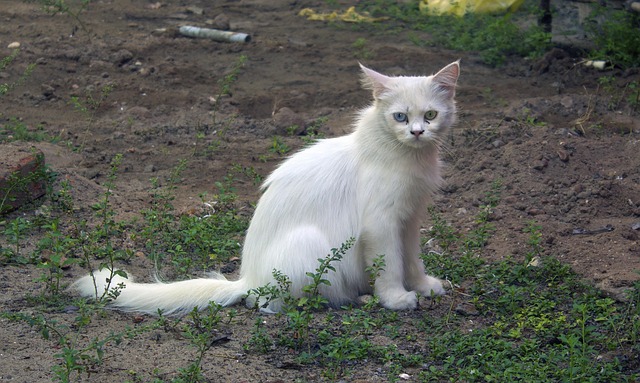 Free Breed Bright photo and picture