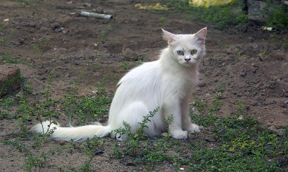 Free Breed Bright photo and picture