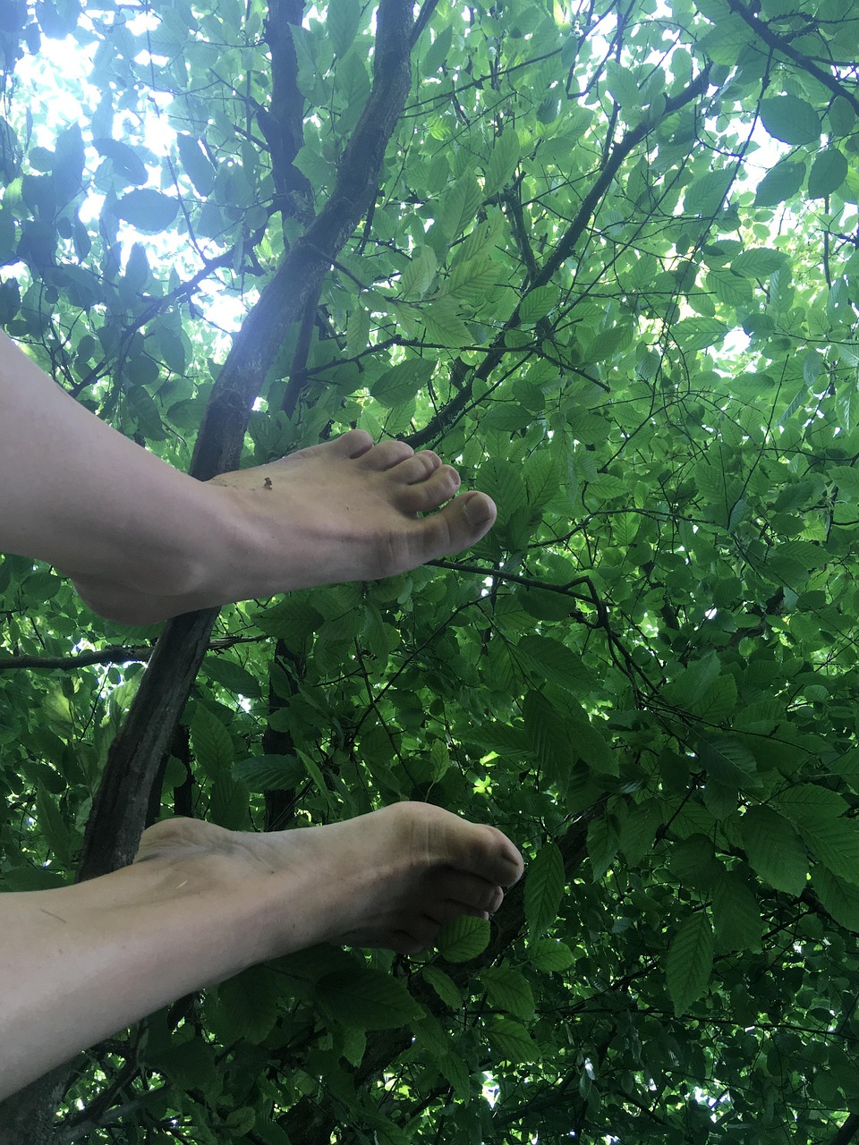 feet-branch-tree-free-photo-on-pixabay-pixabay