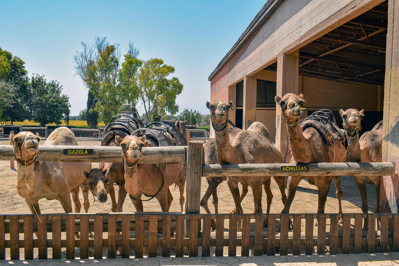 Camels - free online jigsaw puzzle photo