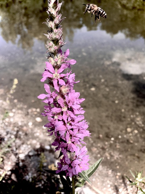 Abelha, Flor, Natureza, Inseto, Jardim