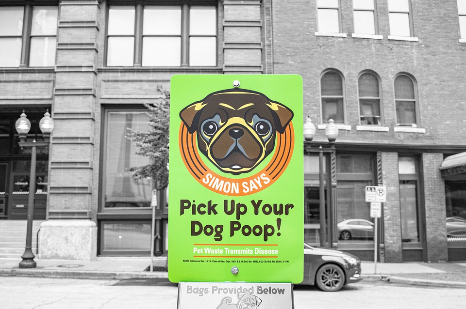 Dog Poop Litter Excrement Free photo on Pixabay