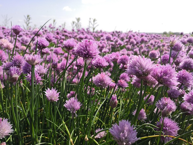 Free Garlic Garlic Flowers photo and picture