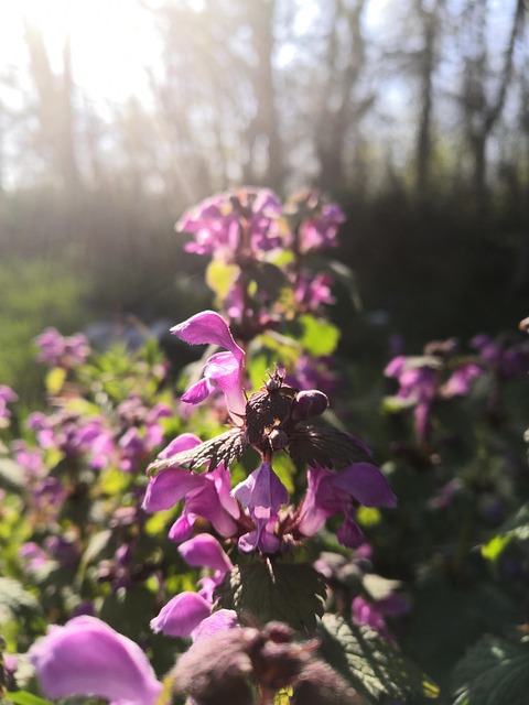 Free Nettle Blooming Flowers photo and picture