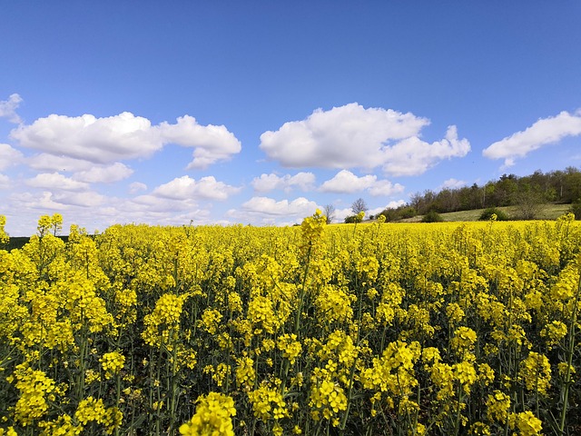 Free Rapeseed Sky photo and picture
