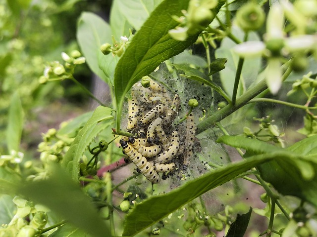 Free Caterpillar Shrubs photo and picture
