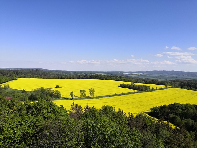 Free Rapeseed Blooming Flowers photo and picture
