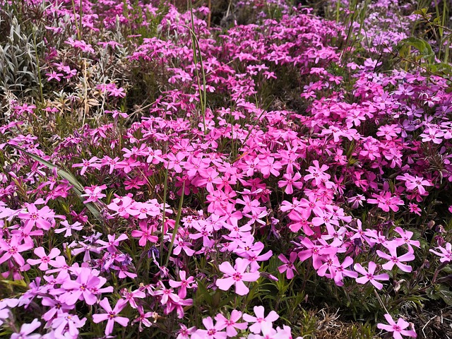 Free Flowers Purple Flowers photo and picture