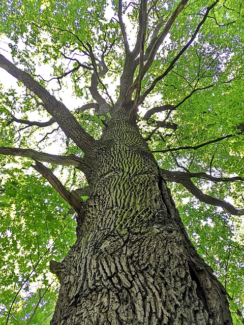 Free Tree Oak photo and picture