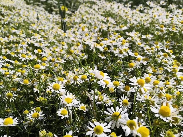 Free Chamomile Flowers photo and picture