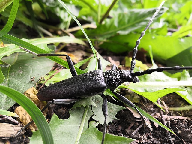 Free Worm Beetle photo and picture