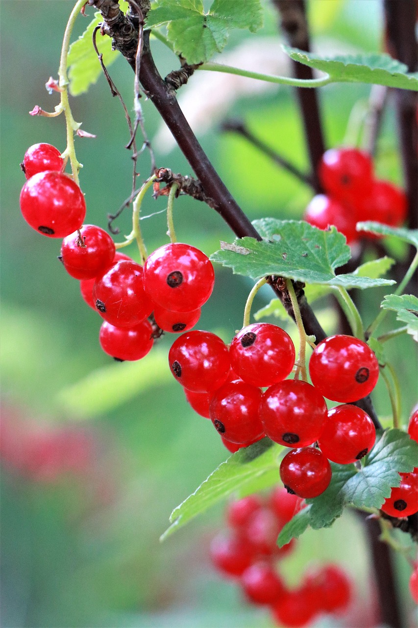 Grosella Roja Fruta Grosellas El - Foto gratis en Pixabay - Pixabay
